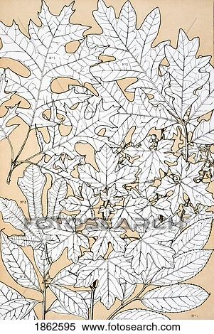 Stock Photography - Leaves And Flowers From Nature No 4 Plate Xciv From The Grammar Of Ornament By Owen Jones Published By Day & Son London 1865. Fotosearch