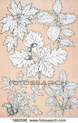 Stock Photograph - Leaves And Flowers From Nature No 5 Plate Xcv From The Grammar Of Ornament By Owen Jones Published By Day & Son London 1865. Fotosearch
