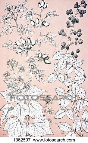 Leaves And Flowers From Nature No 6 Plate Xcvi From The Grammar Of Ornament By Owen Jones Published By Day & Son London 1865 View Large Photo Image Stock Photo - Leaves And Flowers From Nature No 6 Plate Xcvi From The Grammar Of Ornament By Owen Jones Published By Day & Son London 1865. Fotosearch