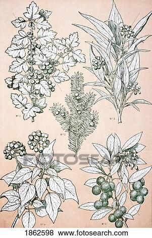 Stock Photo - Leaves And Flowers From Nature No 7 Plate Xcvii From The Grammar Of Ornament By Owen Jones Published By Day & Son London 1865. Fotosearch
