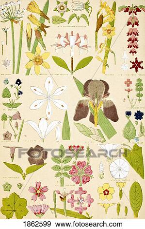 Stock Photo - Leaves And Flowers From Nature No 8 Plate Xcviii From The Grammar Of Ornament By Owen Jones Published By Day & Son London 1865. Fotosearch