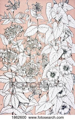 Stock Image - Leaves And Flowers From Nature No 9 Plate Xcix From The Grammar Of Ornament By Owen Jones Published By Day & Son London 1865. Fotosearch