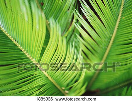 Leaves Of Green Plants, Close-Up View Large Photo Image Stock Photograph - Leaves Of Green Plants, Close-Up. Fotosearch