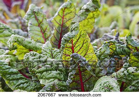 Stock Photo - Leaves Of Red Beets In The Renaissance Kitchen Garden Of Ch. Fotosearch