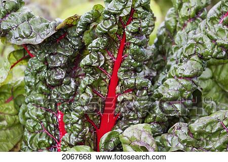 Stock Photo - Leaves Of Red Beets In The Renaissance Kitchen Garden Of Ch. Fotosearch