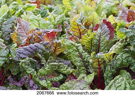 Leaves Of Red Beets In The Renaissance Kitchen Garden Of Ch View Large Photo Image Stock Photograph - Leaves Of Red Beets In The Renaissance Kitchen Garden Of Ch. Fotosearch