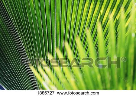 Leaves Of Tropical Plant, Close Up View Large Photo Image Stock Photo - Leaves Of Tropical Plant, Close Up. Fotosearch