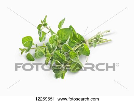 Stock Image - Leaves on a stem on a white background. Fotosearch