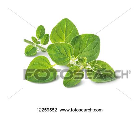 Stock Image - Leaves on a stem on a white background. Fotosearch