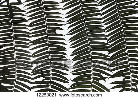 Leaves on a white background View Large Photo Image Stock Image - Leaves on a white background. Fotosearch
