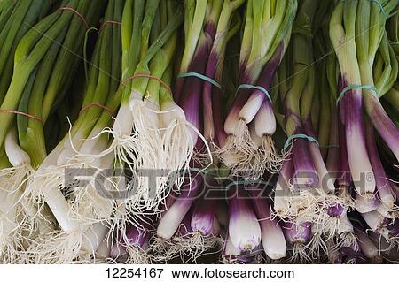 Leeks for sale at a roadside stand; Dunham, Quebec, Canada View Large Photo Image Stock Photo - Leeks for sale at a roadside stand; Dunham, Quebec, Canada. Fotosearch