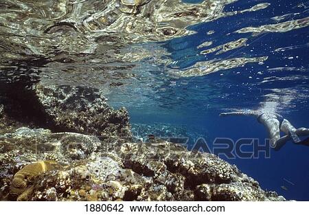 Legs Of A Girl Snorkeling Along The Reef Edge, Underwater View View Large Photo Image Stock Image - Legs Of A Girl Snorkeling Along The Reef Edge, Underwater View. Fotosearch