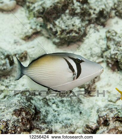 Picture - Lei Trigerfish (Sufflamen bursa); Kona, Island of Hawaii, Hawaii, United States of America. Fotosearch