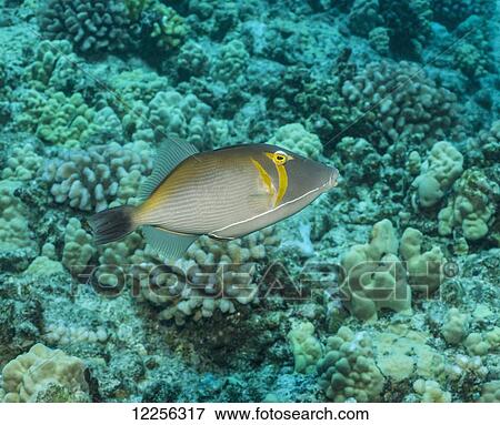 Lei Trigerfish (Sufflamen bursa); Kona, Island of Hawaii, Hawaii, United States of America View Large Photo Image Stock Photo - Lei Trigerfish (Sufflamen bursa); Kona, Island of Hawaii, Hawaii, United States of America. Fotosearch