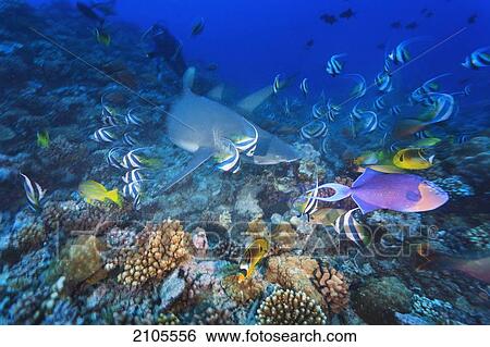 Stock Photograph - Lemon Shark (Negaprion Brevirostris) Bannerfish (Heniochus Acuminatus) And Triggerfish; Moorea Island French Polynesia South Pacific. Fotosearch