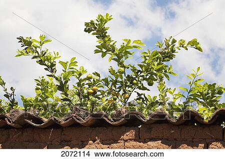 Picture - Lemon Tree, Santa F. Fotosearch
