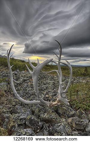 Lenticular clouds form overtop of Crow Mountain while a set of caribou antlers lie on the rocks; Old Crow, Yukon, Canada View Large Photo Image Stock Photo - Lenticular clouds form overtop of Crow Mountain while a set of caribou antlers lie on the rocks; Old Crow, Yukon, Canada. Fotosearch