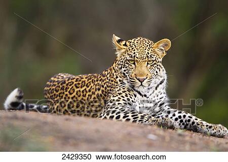 Leopard close up at gomo gomo game lodge; South Africa View Large Photo Image Stock Image - Leopard close up at gomo gomo game lodge; South Africa. Fotosearch