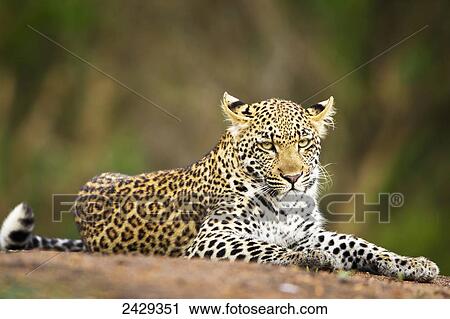 Leopard close up at gomo gomo game lodge; South Africa View Large Photo Image Stock Image - Leopard close up at gomo gomo game lodge; South Africa. Fotosearch