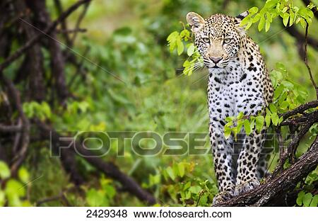 Stock Photo - Leopard close up at gomo gomo game lodge; South Africa. Fotosearch