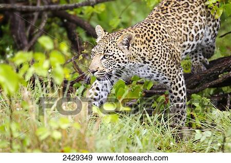 Stock Photo - Leopard close up at gomo gomo game lodge; South Africa. Fotosearch