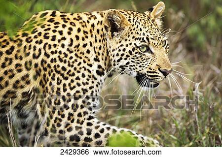 Leopard close up stalking at Gomo Gomo game lodge; South Africa View Large Photo Image Stock Photograph - Leopard close up stalking at Gomo Gomo game lodge; South Africa. Fotosearch