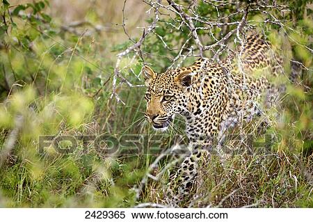 Stock Photography - Leopard close up stalking at Gomo Gomo game lodge; South Africa. Fotosearch