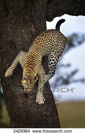 Picture - Leopard coming down a tree at serengeti plains; Tanzania. Fotosearch