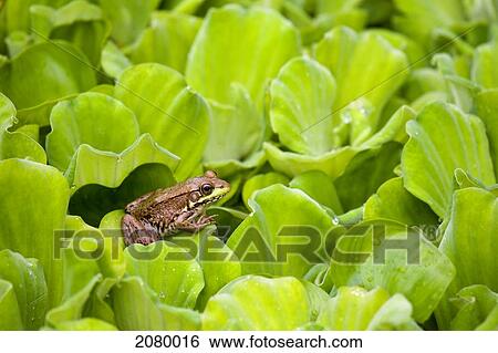 Stock Photograph - Leopard Frog Perching On Water Lettuce; Ontario, Canada. Fotosearch
