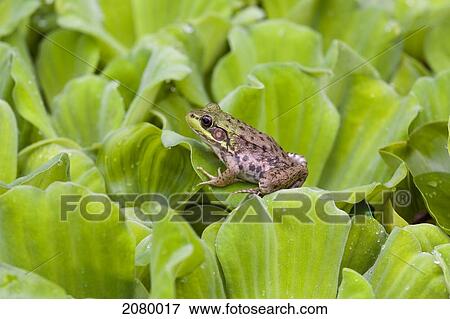 Stock Photo - Leopard Frog Resting On Water Lettuce; Ontario, Canada. Fotosearch