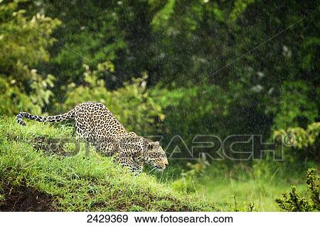 Stock Photo - Leopard in heavy rainfall at Serengeti plains; Kenya. Fotosearch