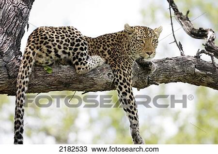 Stock Image - Leopard Okavango Delta Botswana. Fotosearch