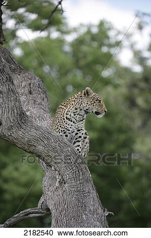 Leopard Okavango Delta Botswana View Large Photo Image Stock Image - Leopard Okavango Delta Botswana. Fotosearch