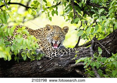 Stock Photo - Leopard (Panthera Pardus) Snarling In A Tree; Timbavati Limpopo South Africa. Fotosearch