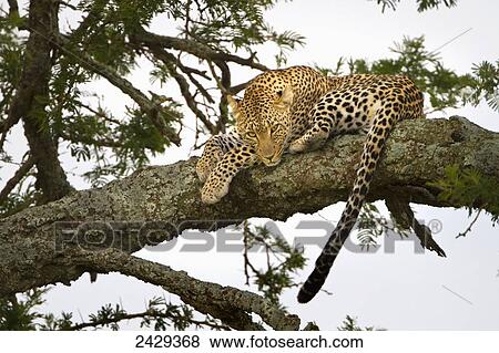 Stock Photo - Leopard resting in a tree at serengeti plains; Tanzania. Fotosearch