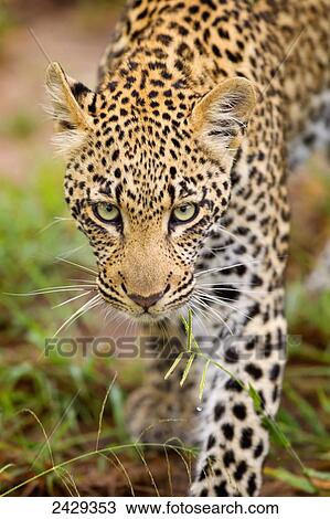 Stock Image - Leopard walking towards camera with piercing eyes, gomo gomo game lodge; South Africa. Fotosearch