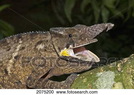 Stock Image - Lesser Chameleon (Furcifer Minor), Marozevo, Toamasina Province, Madagascar. Fotosearch