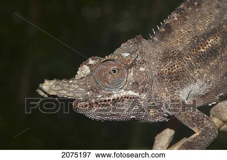 Lesser Chameleon (Furcifer Minor), Marozevo, Toamasina Province, Madagascar View Large Photo Image Stock Photo - Lesser Chameleon (Furcifer Minor), Marozevo, Toamasina Province, Madagascar. Fotosearch