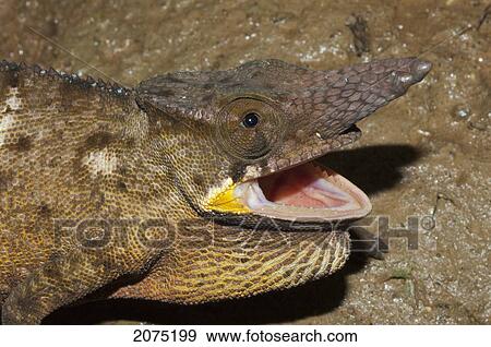 Stock Photo - Lesser Chameleon (Furcifer Minor), Marozevo, Toamasina Province, Madagascar. Fotosearch