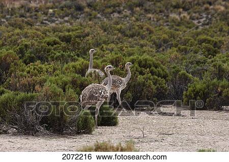Stock Photograph - Lesser Rheas (Rhea Pennata), Pumiri, Oruro, Bolivia. Fotosearch