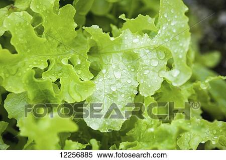 Lettuce growing in Georgeson Botanical Garden; Fairbanks, Alaska, United States of America View Large Photo Image Stock Photography - Lettuce growing in Georgeson Botanical Garden; Fairbanks, Alaska, United States of America. Fotosearch