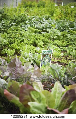 Stock Image - Lettuce growing on a small farm; Palmer, Alaska, United States of America. Fotosearch