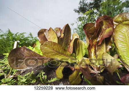 Stock Photo - Lettuce growing on a small farm; Alaska, United States of America. Fotosearch