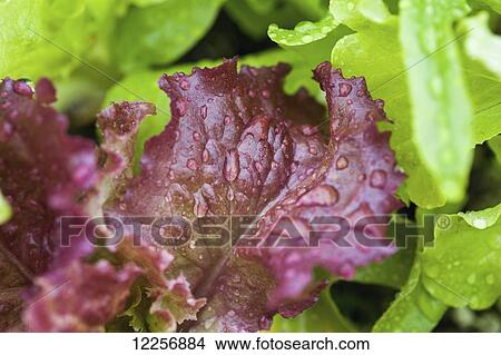 Lettuce in a botanical garden; Fairbanks, Alaska, United States of America View Large Photo Image Picture - Lettuce in a botanical garden; Fairbanks, Alaska, United States of America. Fotosearch