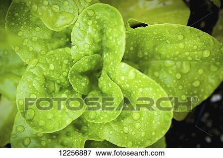 Lettuce in a botanical garden; Fairbanks, Alaska, United States of America View Large Photo Image Stock Photo - Lettuce in a botanical garden; Fairbanks, Alaska, United States of America. Fotosearch