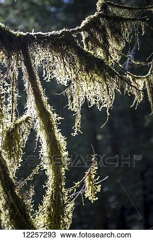 Lichen hangs from the rainforest trees in Golden Ears Park; Maple Ridge, British Columbia, Canada View Large Photo Image Stock Image - Lichen hangs from the rainforest trees in Golden Ears Park; Maple Ridge, British Columbia, Canada. Fotosearch