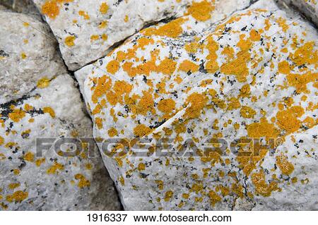 Stock Photo - Lichen On Rocks. Fotosearch