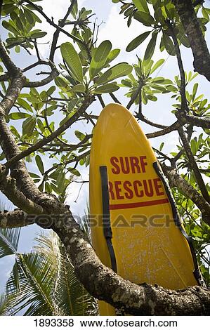 Lifeguard's Surfboard Under Tree View Large Photo Image Stock Photo - Lifeguard's Surfboard Under Tree. Fotosearch