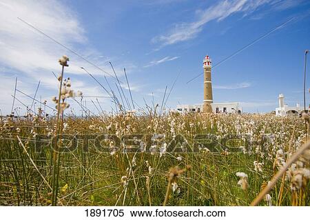 Stock Photography - Lighthouse Seen From A Field Of Flowers. Fotosearch