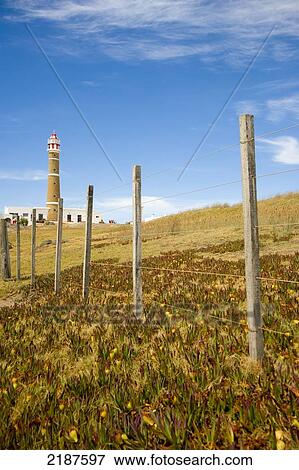 Lighthouse Seen From A Field Of Flowers, Cabo Polonio, Uruguay, South America, Cabo Polonio, Uruguay, South America View Large Photo Image Stock Photo - Lighthouse Seen From A Field Of Flowers, Cabo Polonio, Uruguay, South America, Cabo Polonio, Uruguay, South America. Fotosearch